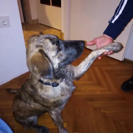 아파트 Placovici 볼로스코