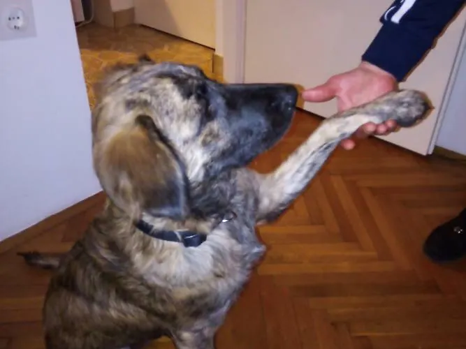 Appartement Placovici Volosko